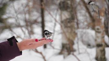 pássaro na mão feminina. alimentar pássaros no inverno. mão alimentando um pássaro. amor pelo conceito de natureza e animais. pequeno pássaro voando da mão, ecologia e temas de liberdade video