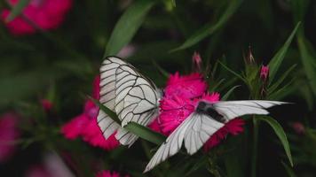 aporia crataegi mariposa blanca veteada negra sobre flor de clavel rosa video