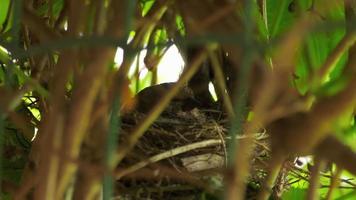 pintinho linaria cannabina no ninho. garota solitária em um ninho em arbustos verdes. Linnet, ou repola, é uma espécie de pássaro passeriforme canoro da família dos tentilhões. video