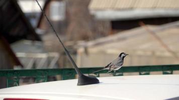 ärla fågel motacilla alba gående på en bil tak video