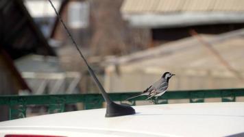 ave lavandera motacilla alba caminando sobre el techo de un auto video