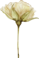 aquarela floral branco png