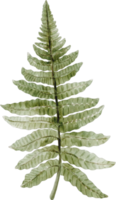 watercolor fern leaf png