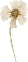 aquarelle florale blanche png