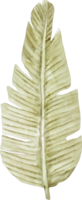 watercolor banana leaf png