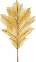 watercolor dried leaf png