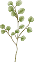 vattenfärg eukalyptus klämma konst element png