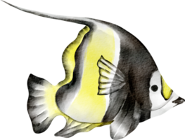 farfalla pesce acquerello png