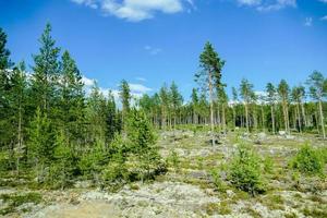 Landscape in summer photo