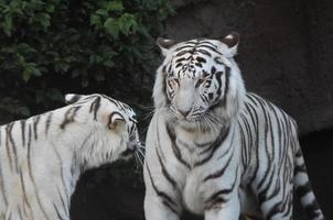 White tigers in the zoo photo