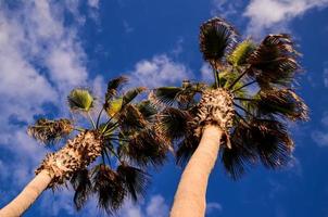 palmera verde canario foto