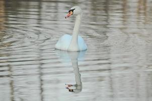 cisne en el lago foto