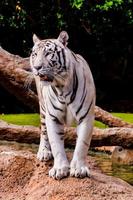 White tiger in the zoo photo