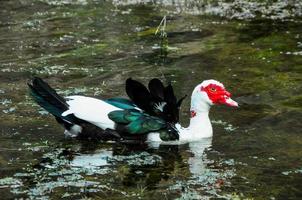 Muscovy Duck Swimming photo