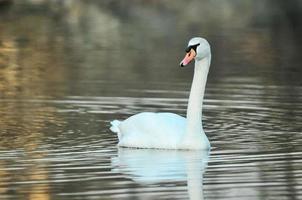 Swan on the lake photo