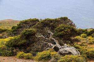 árbol de enebro retorcido formado por el viento foto