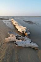 madera en la playa de camargue foto