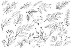 Beautiful decorative christmas elements leaf sketch set background vector