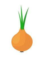 Onion. A whole onion with green feathers. Flat simple design. Isolated on a white background. vector