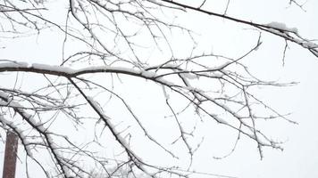 neige qui tombe à marinette, wisconsin neige dans le jardin, arbre mort. hiver très froid. video
