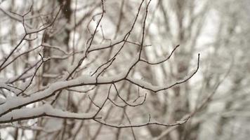 sneeuw vallend in marinier, Wisconsin sneeuwen in de achtertuin, dood boom. heel verkoudheid winter. video