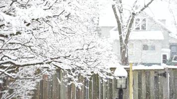 Snow falling in Marinette, Wisconsin  snowing in the backyard, dead tree. very cold winter. video