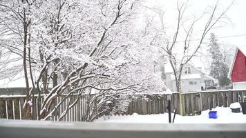 sneeuw vallend in marinier, Wisconsin sneeuwen in de achtertuin, dood boom. heel verkoudheid winter. video