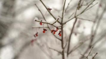 Schnee fällt in Marinette, Wisconsin schneit im Hinterhof, toter Baum. sehr kalter Winter. video