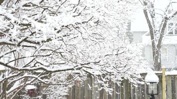 nieve cayendo en marinette, wisconsin nevando en el patio trasero, árbol muerto. invierno muy frio. video