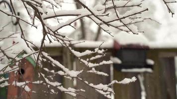 Schnee fällt in Marinette, Wisconsin schneit im Hinterhof, toter Baum. sehr kalter Winter. video