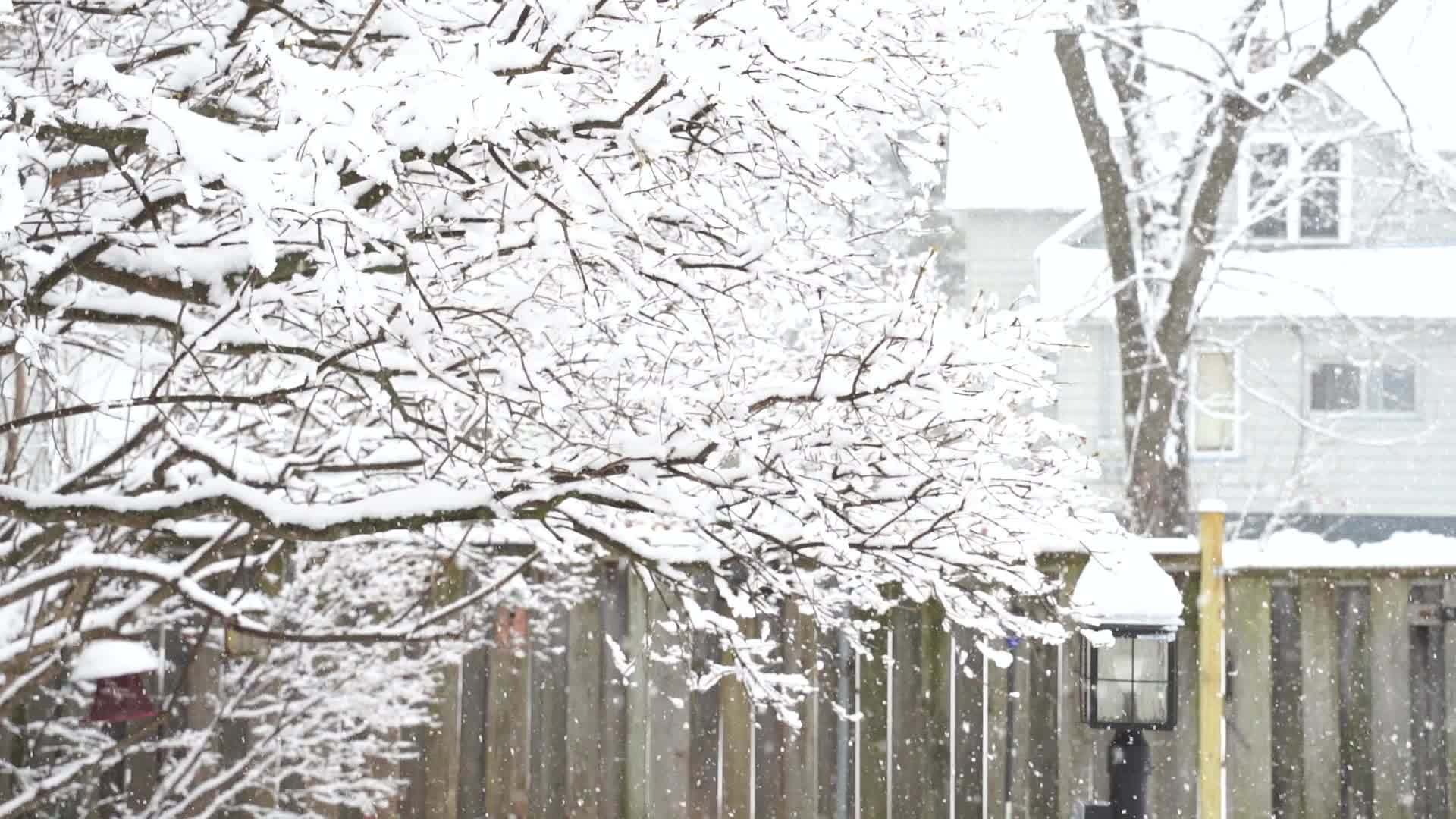 Snow falling in Wisconsin snowing in the backyard, dead tree