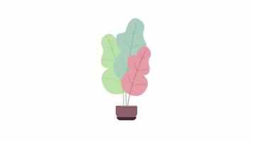 objet de plante d'intérieur animé. haut buisson exotique en pot de fleurs. élément plat pleine grandeur sur fond blanc avec transparence du canal alpha. séquences vidéo hd de style dessin animé coloré pour l'animation video