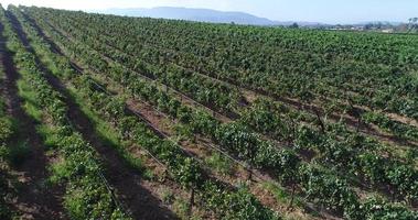 antena uhd 4k da fazenda de vinhedos de uvas do país. video