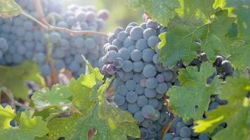 Red grapes on vine, close up video