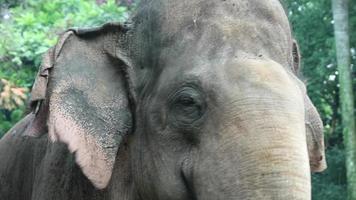 dichtbij omhoog foto van sumatran olifant olifant maximus sumatranus in de dieren in het wild park of dierentuin. video