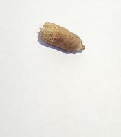 Isolated photo of ajwa date palm seeds. Ajwa dates or also known as Prophetic Dates