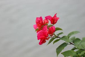 flores de papel o bougenville con flor roja están floreciendo foto