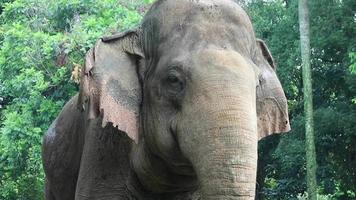 stänga upp Foto av sumatran elefant elefas maximus sumatranus i de vilda djur och växter parkera eller Zoo. video