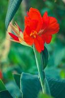 Canna indica or commonly known as red canna flower or tasbih flower is a very popular ornamental plant photo