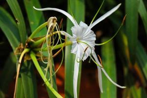 The white lily, which has the scientific name Hymenocallis Speciosa, is commonly known as the beach spider lily. photo