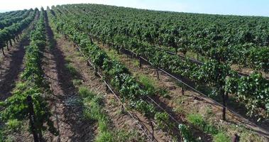 UHD 4k Aerial of Country Grape Vineyard Farm. video