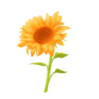 ilustración de girasol acuarela png