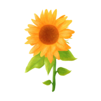 acquerello girasole illustrazione png