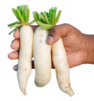 fresh radishes and vegetables png