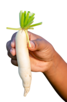 landbouwer boer handen Holding groot rauw oogsten wit daikon vers boerderij groenten herfst oogst en gezond biologisch voedsel concept dichtbij omhoog met selectief focus png