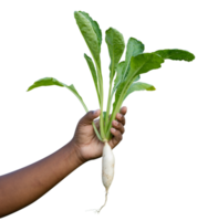 fresh radishes and vegetables png