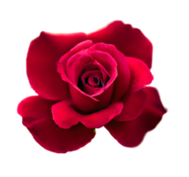 Rosa roja. ia generativa. png