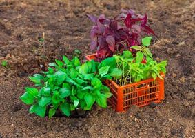 Plastic box full of seedlings of asters and amaranths flowers on the ground photo