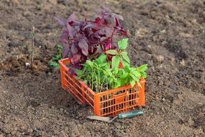 Plastic box full of seedlings of asters and amaranths flowers on the ground photo
