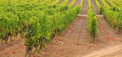 Grape field, beautiful view photo